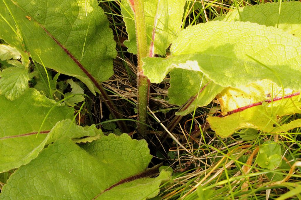 Verbascum nigrum / Verbasco nero